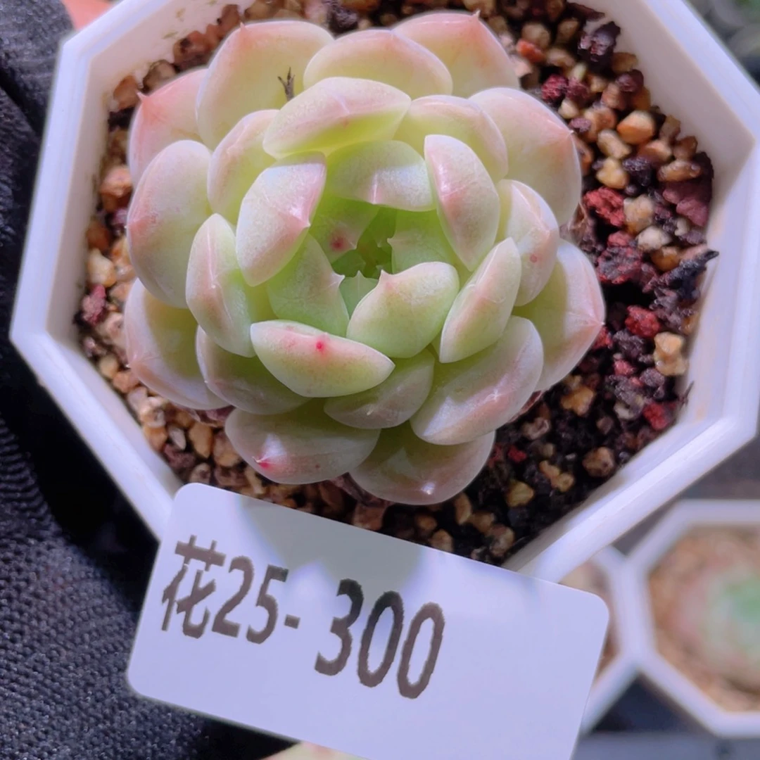 花利美25-300精选糖心