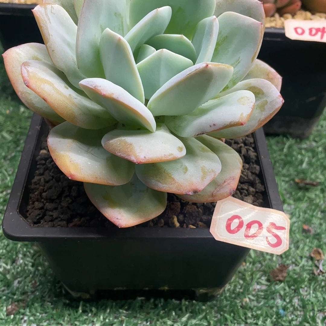005一物一一拍一拍