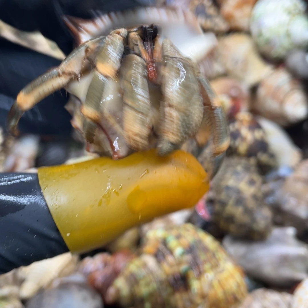 不退不换活体宠物25