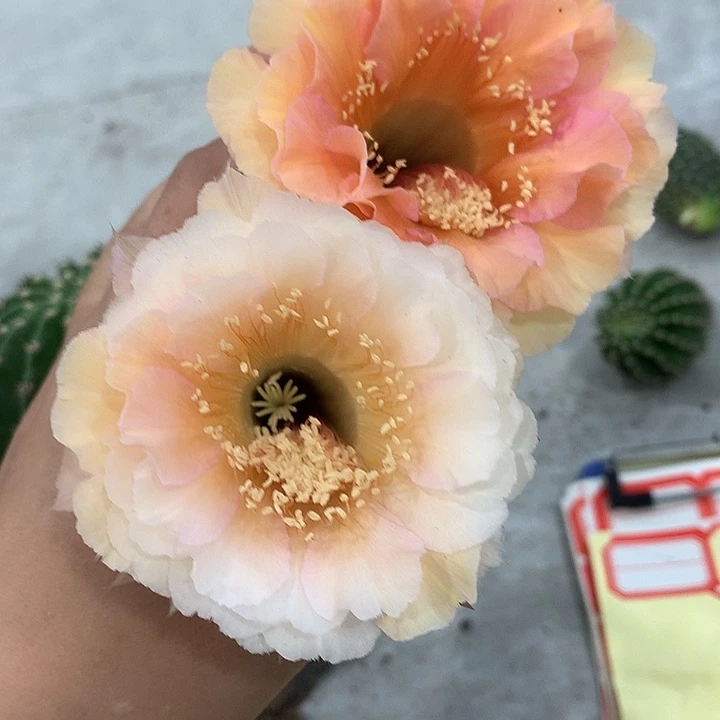 无花朵彩草 双花 侧芽