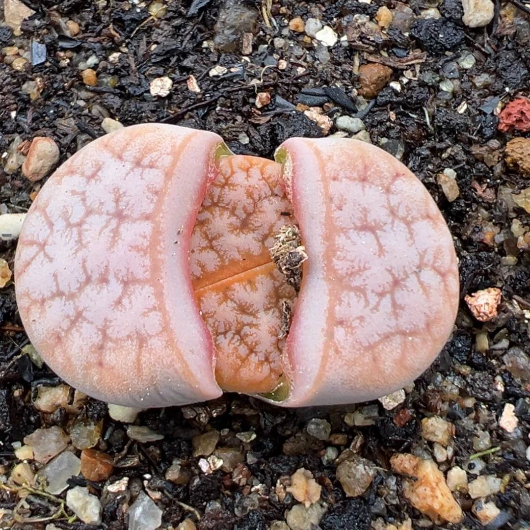 2.3好看的多肉a215