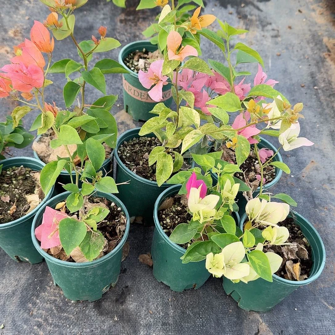 完全开放橙口红和沙斑女郎