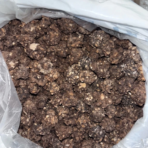 边城精选----猫爪草