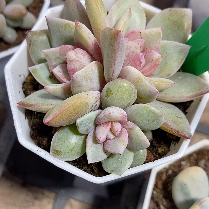 多肉植物德国香槟群755