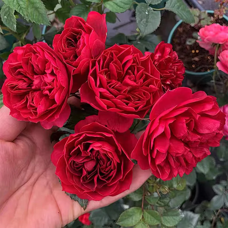 樱桃果汁月季 果汁阳台芽变 微型阳台月季黑红色别名黑红果汁月季