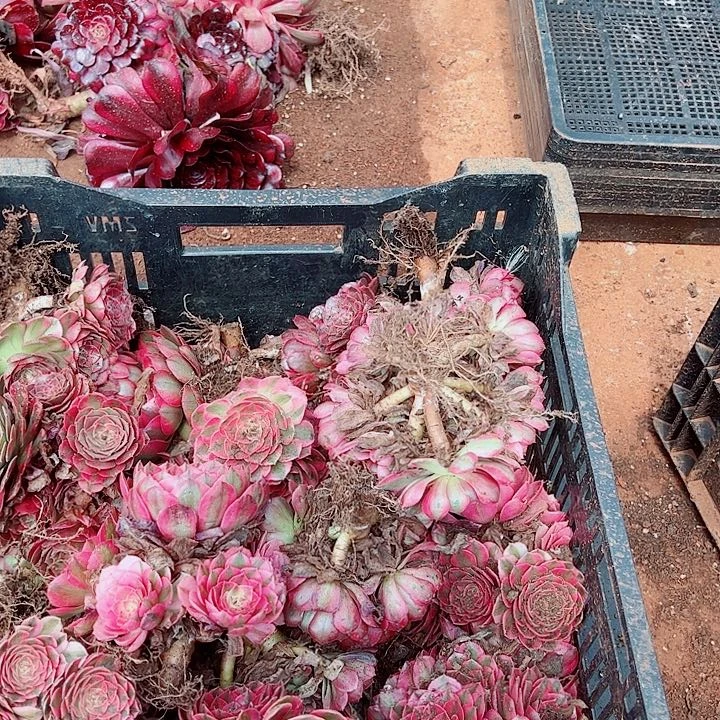 倾城黑盆多肉植物大战