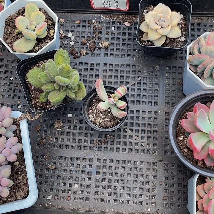 小***雨38号筐托土发托土