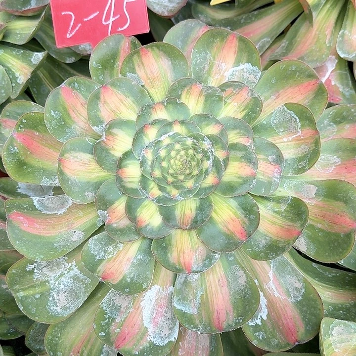 花*2-45暴君多肉法师