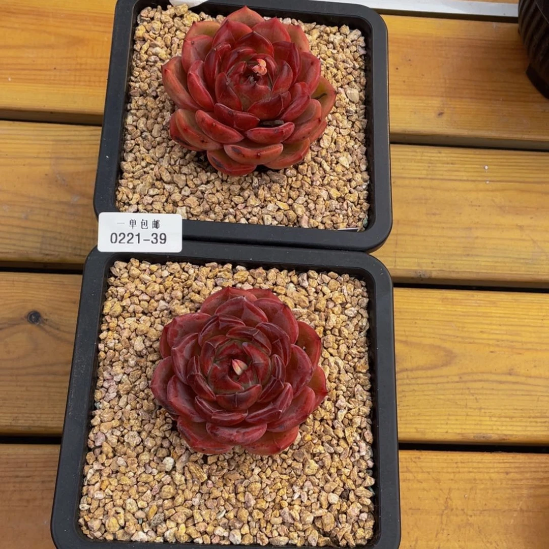 现***后0221-39-夜魔侠两颗。。。。