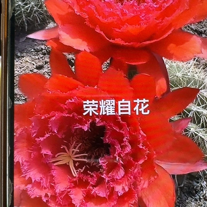 荣耀自花侧芽5公分毛花柱歪头