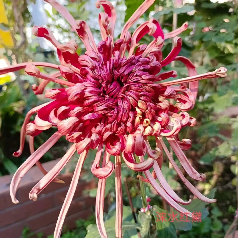 【国华系列大菊花】好养可室内外种植盆栽花卉九月菊大菊花苗多年生