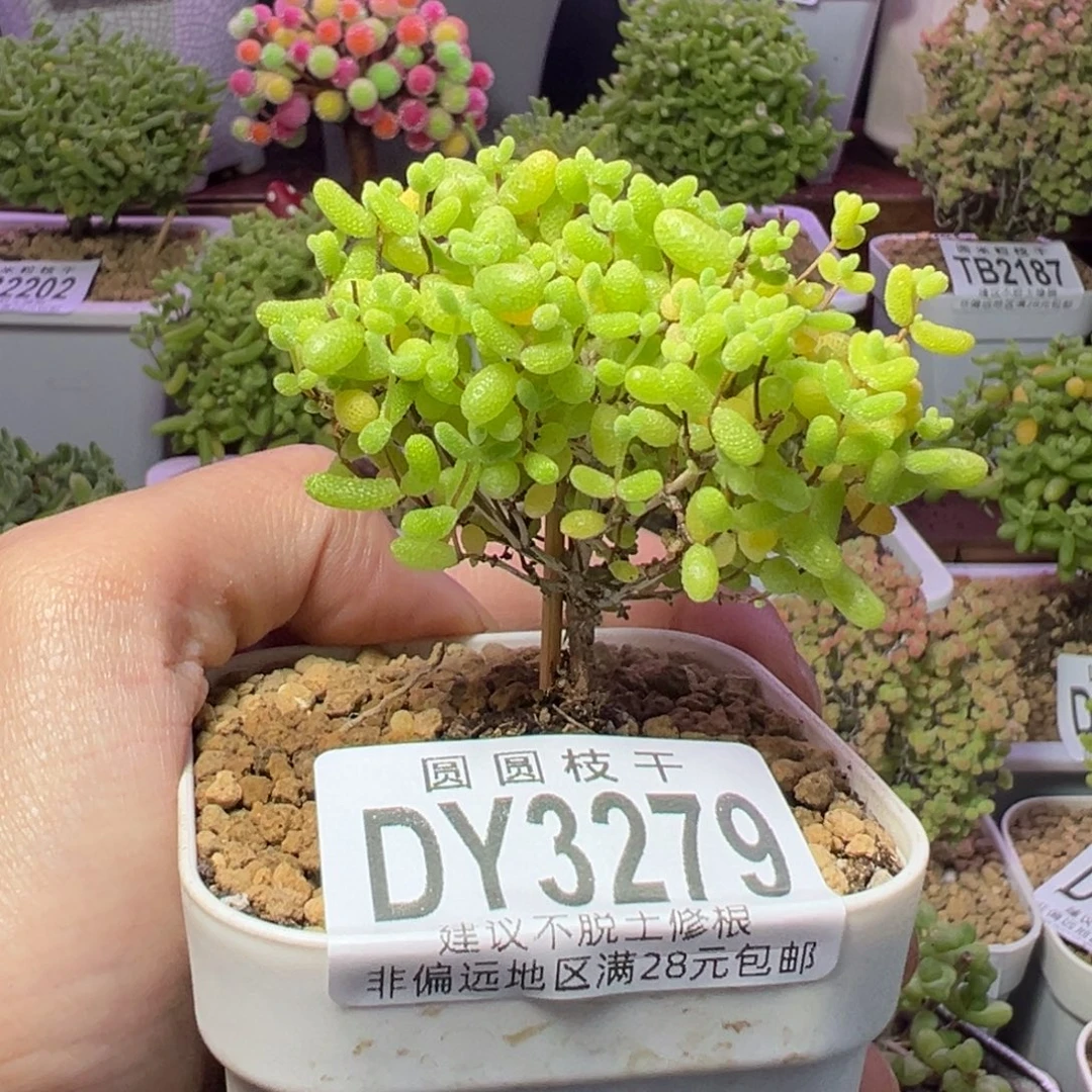 3279蜜橘糖球一物一拍