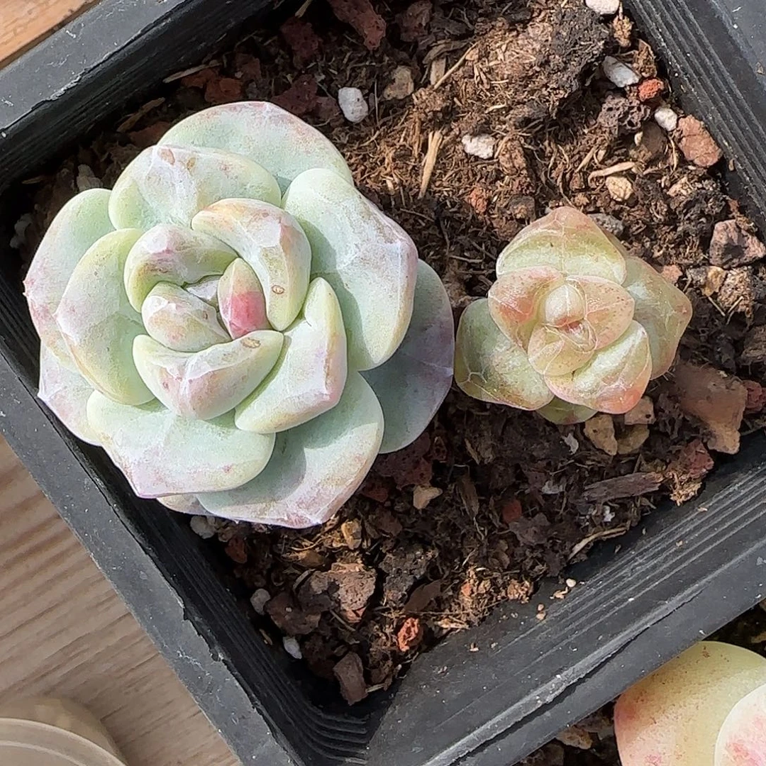 俏***俏俏俏专拍冰玉石化