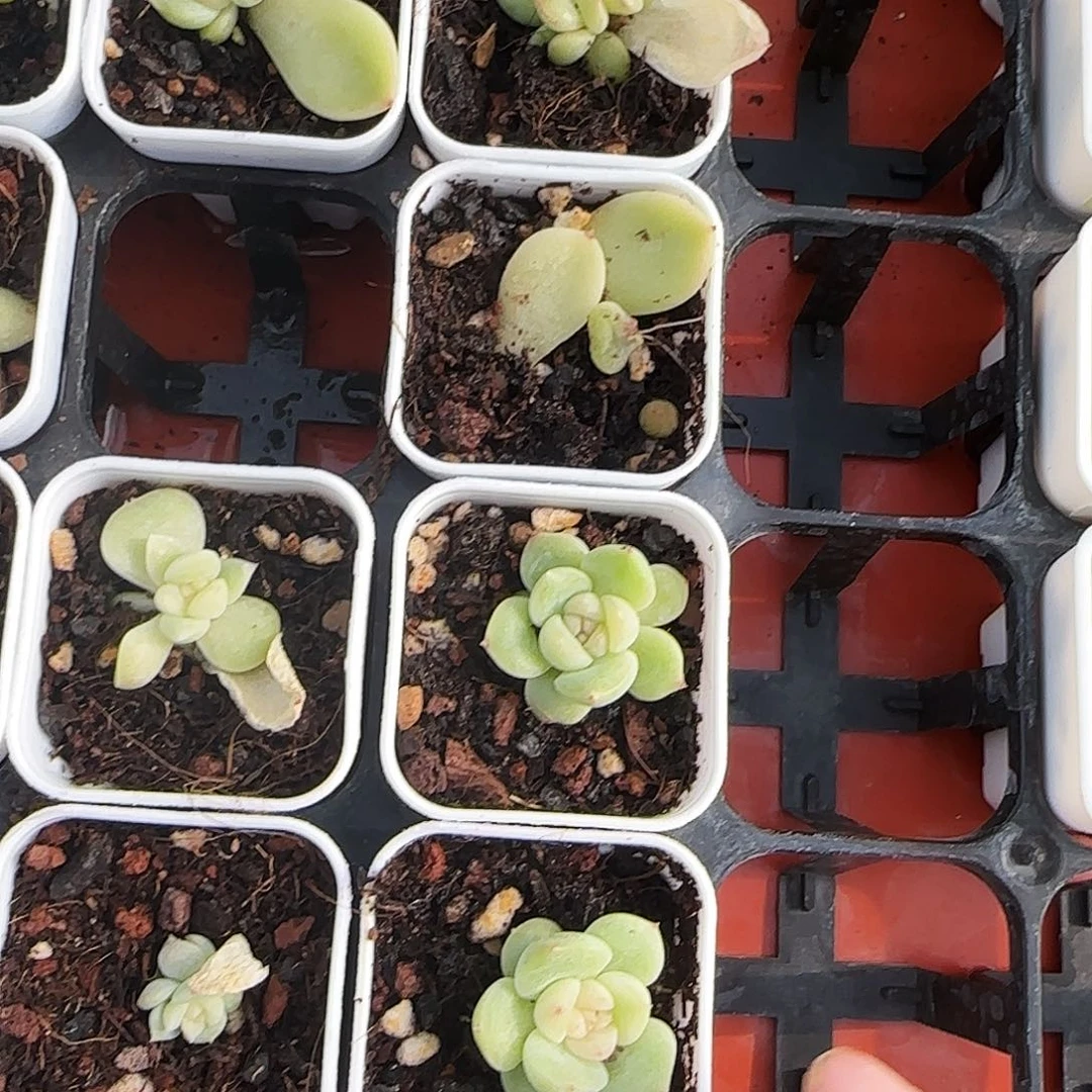 财富22 中苗盆一个满25包邮