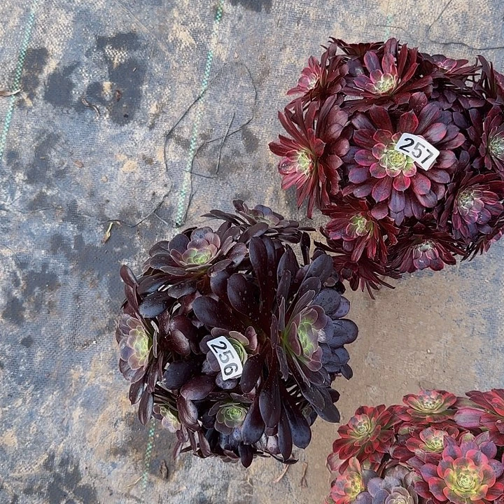 叶*257变异  256欧紫 法师多肉