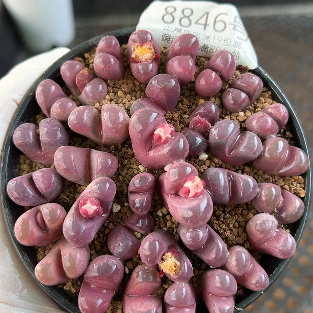 好养易活生石花大母本8846