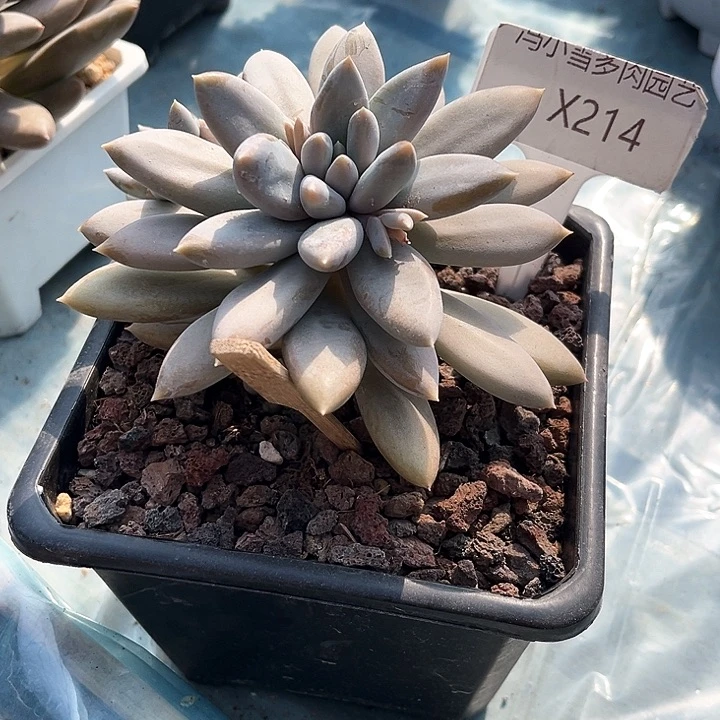 野****我是第一百个为妖刀应援的阴阳