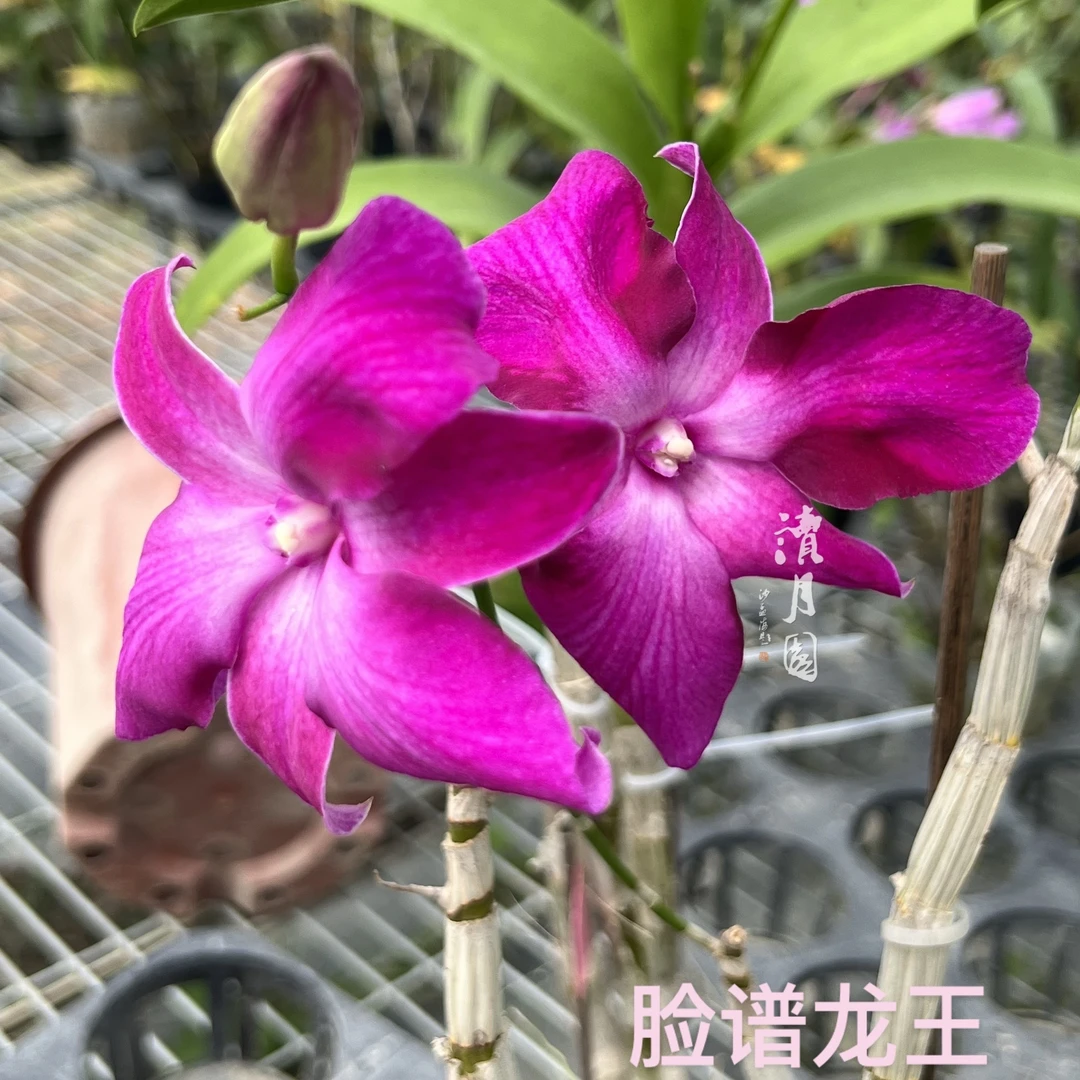 读月园泰国秋石斛兰脸谱大花三唇变色大花红龙王