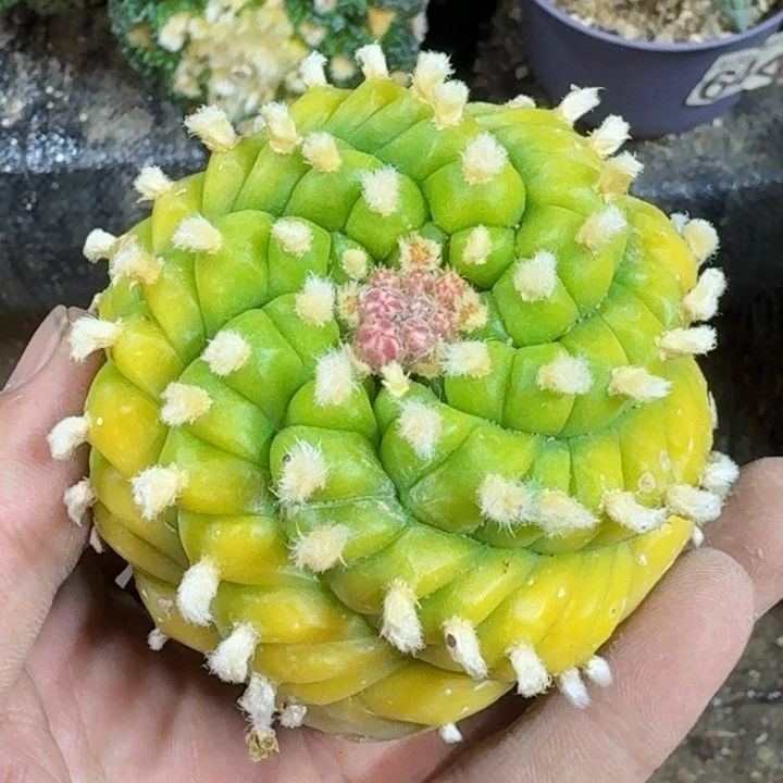 刀*福利黄体肋骨665