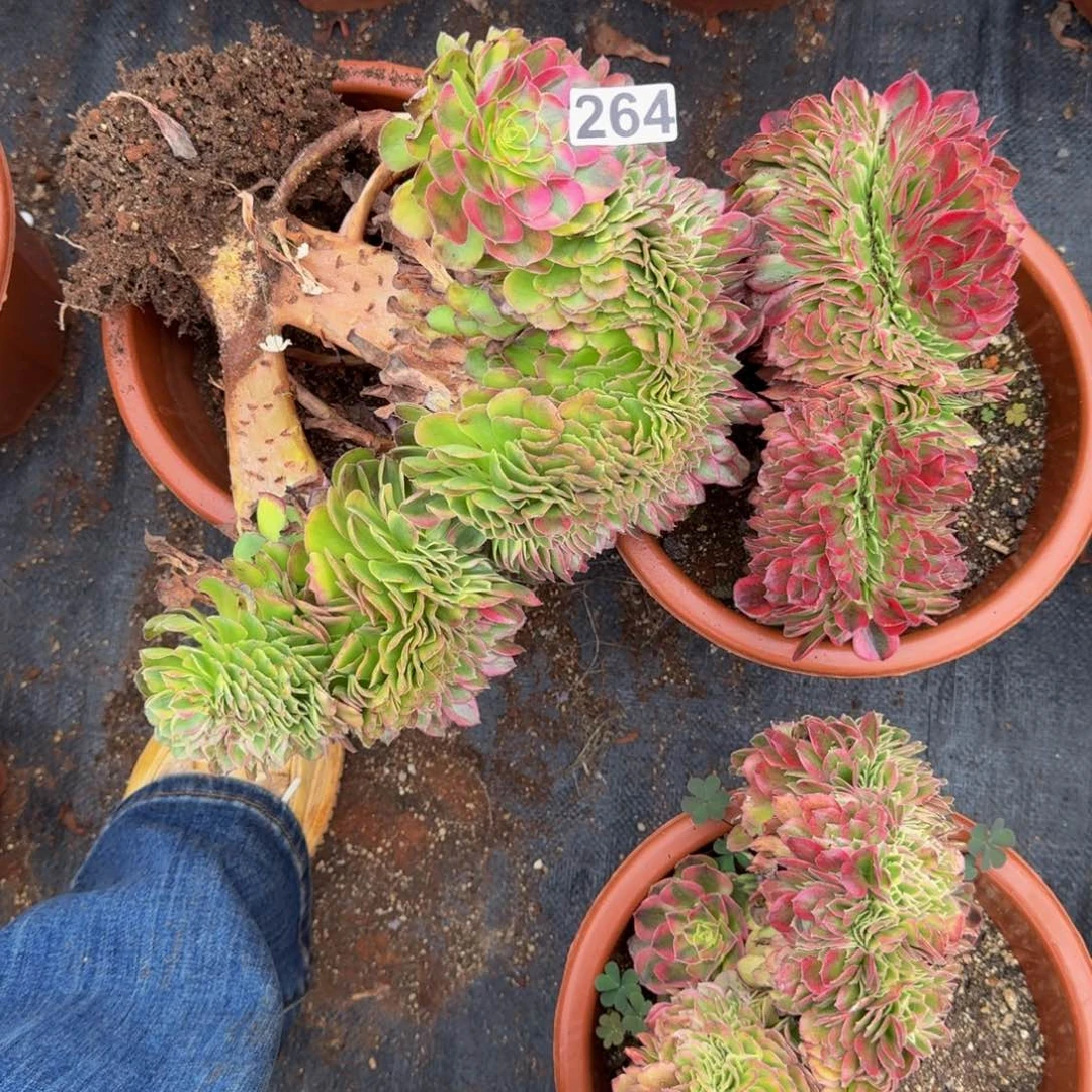 264多肉植物轮回缀