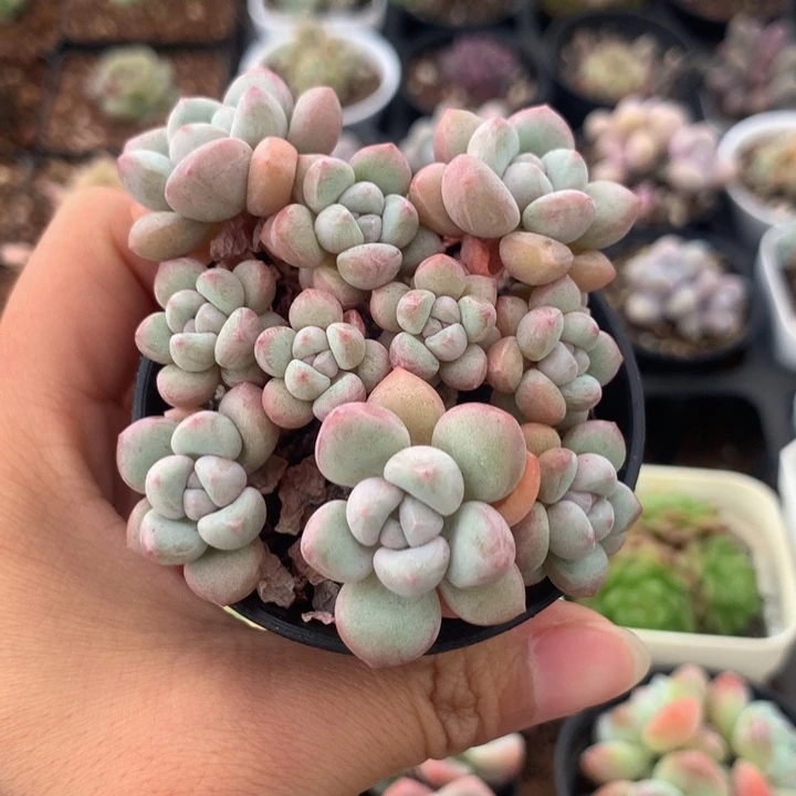 精控小泡泡糖多肉