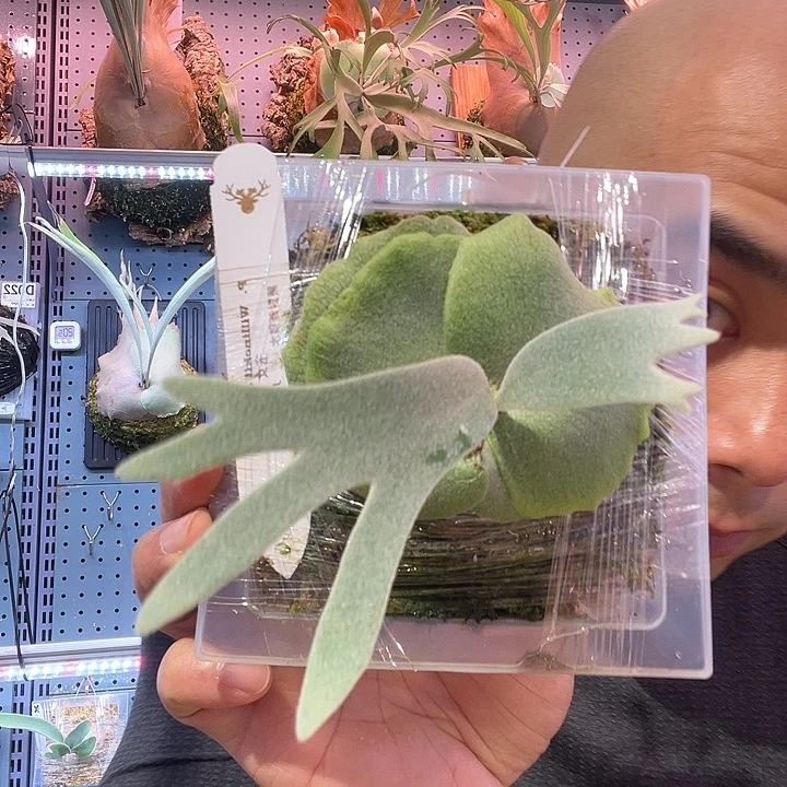 不开花植物侏儒玉女鹿角蕨