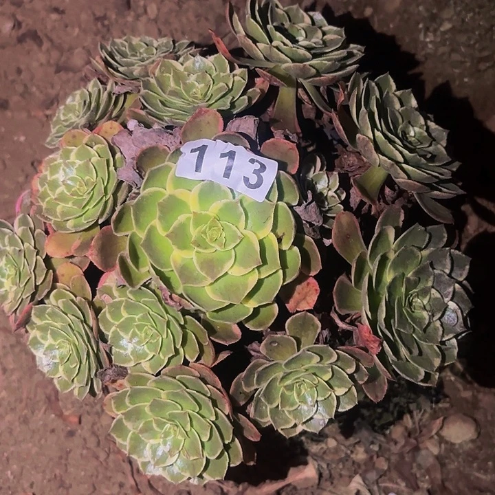 113孔雀翎多肉植物不售后