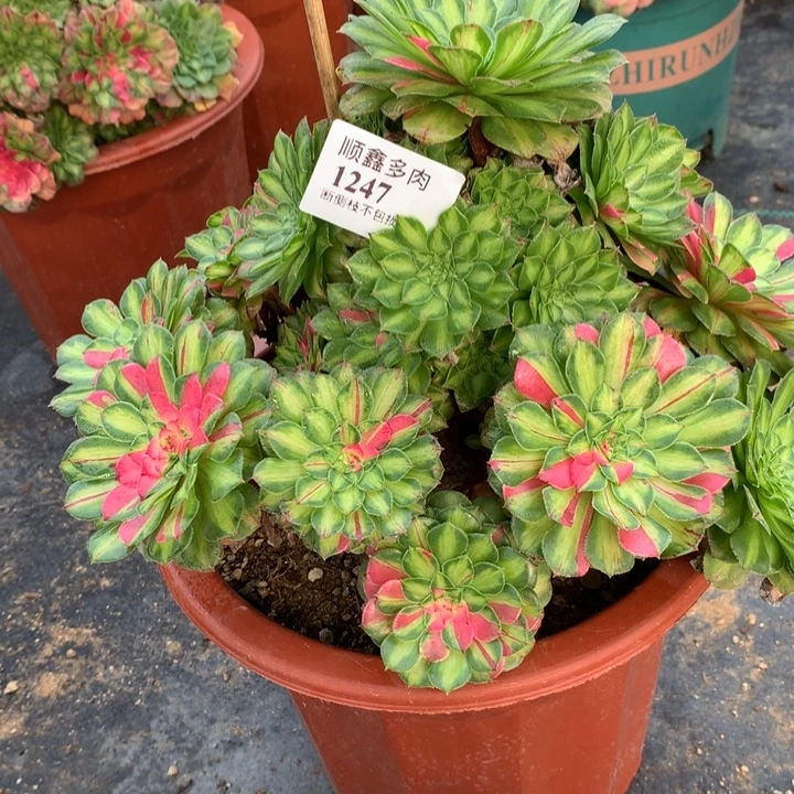 荔***枝1247知否多肉植物特价