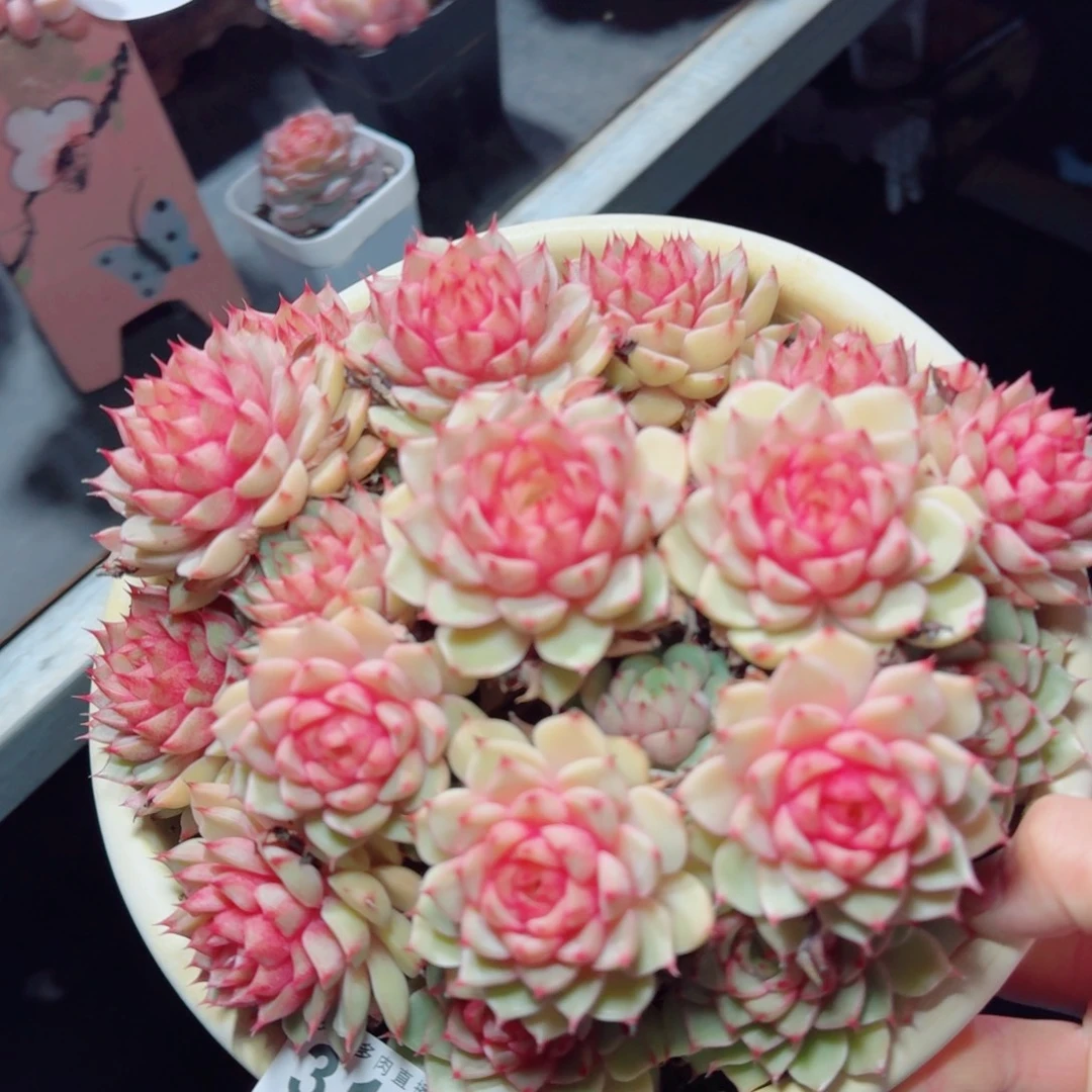 笨吧帝斯      愿你一路坦途，乘风破浪展宏图