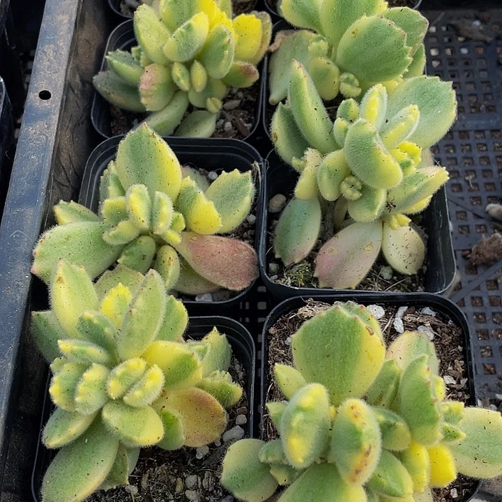 白熊3.8带盆土发货