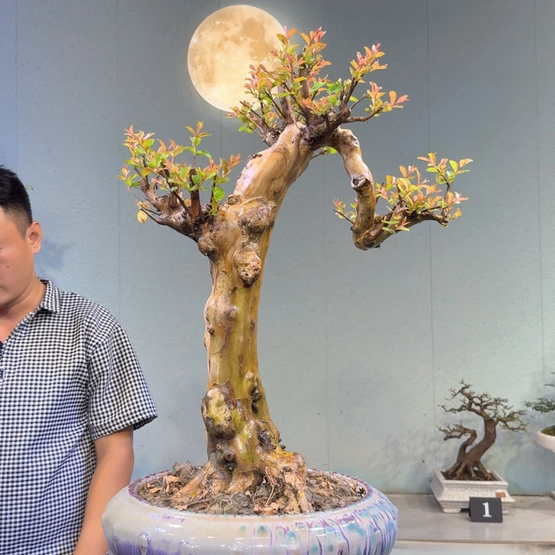 用***8当前无花朵，栽培后可花朵原生红花紫薇