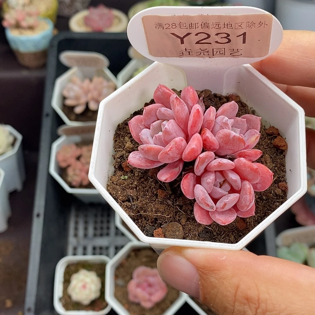 0231 拉皮群 4.5cm