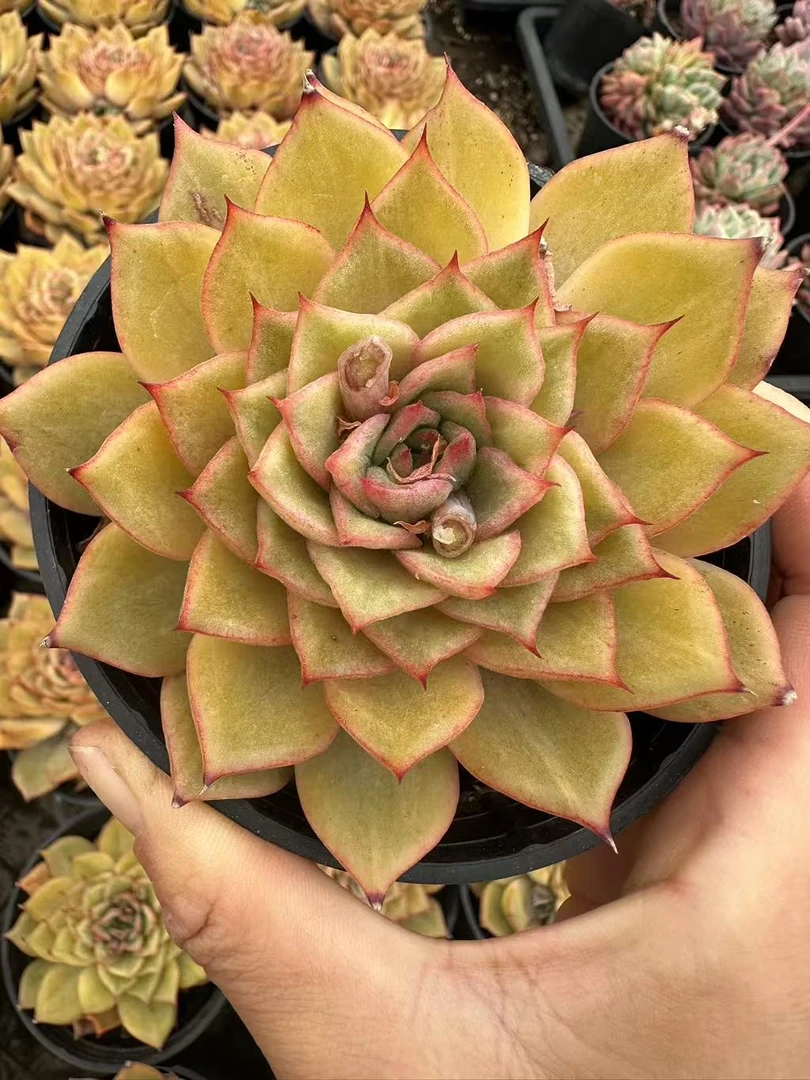 10#金箍棒多肉植物  前男友精品多肉