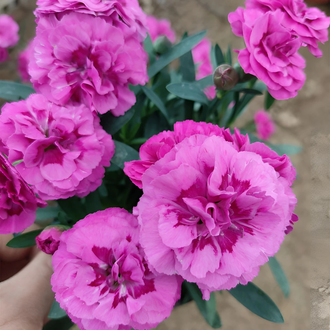 康乃馨【爱丽尔】盆栽带花苞四季开花盆栽好养活