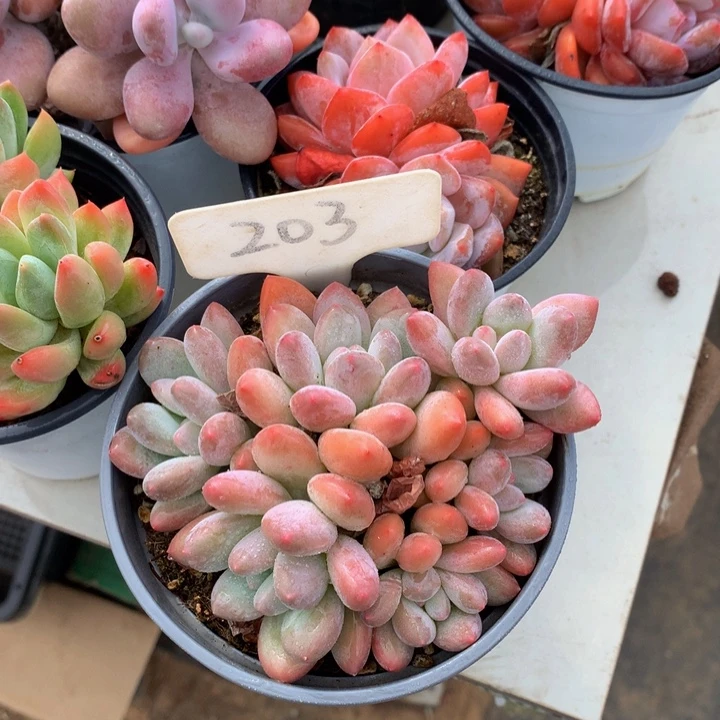 多替自己误72727272772