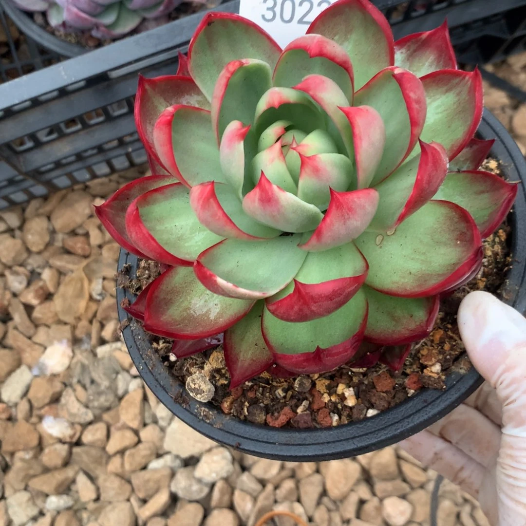 3023一物一拍12厘米