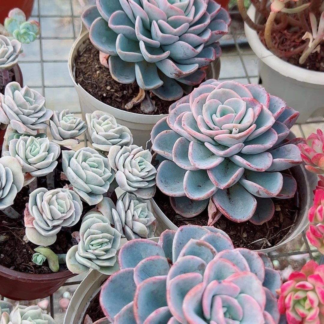 美尻大单头精品特价三盆