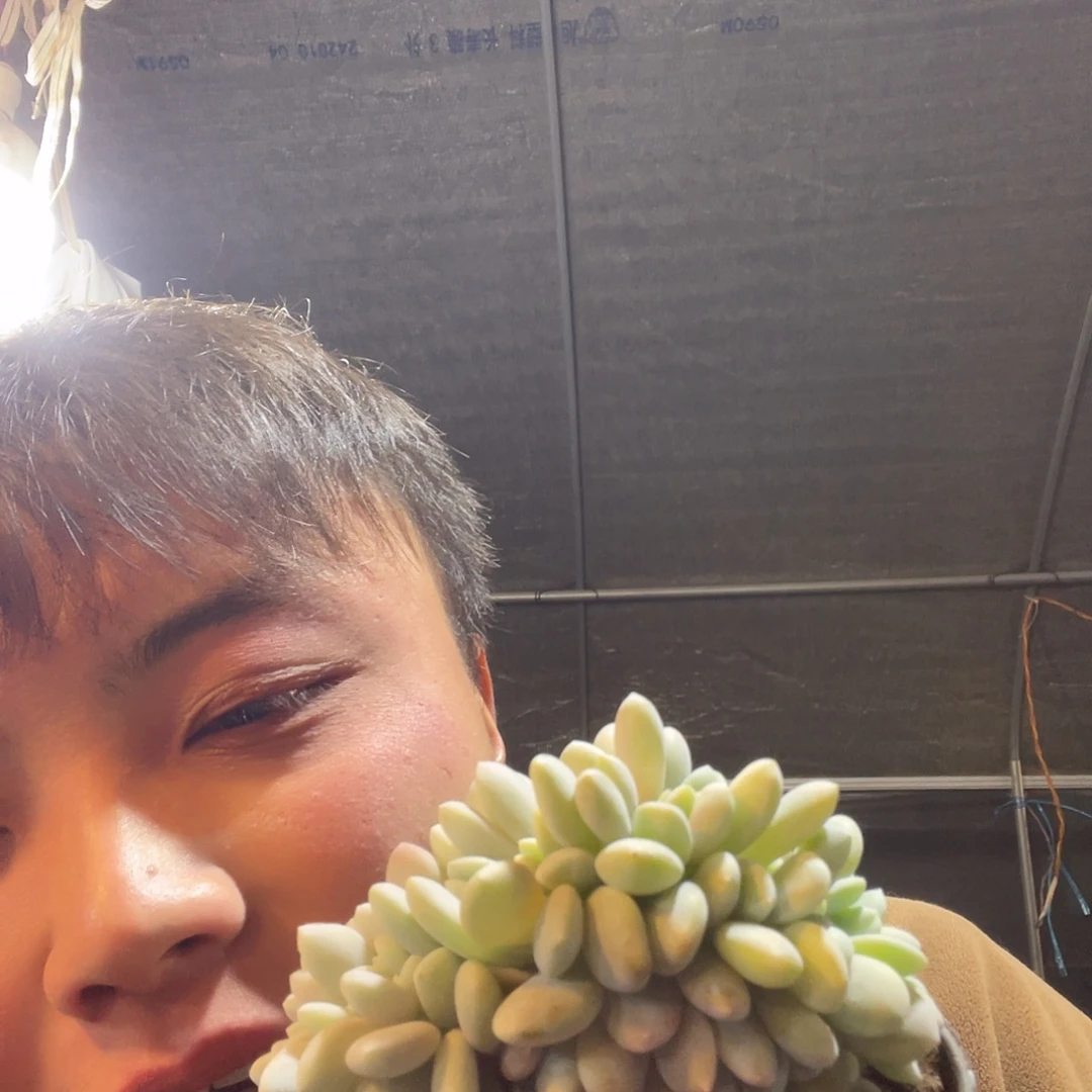 粉兔缀化满20包邮脱土发货