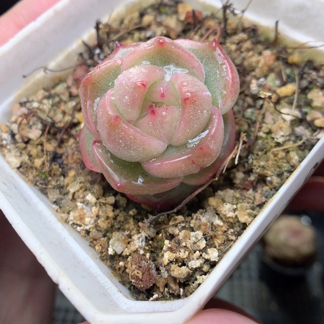 E45y y y yy y y y y