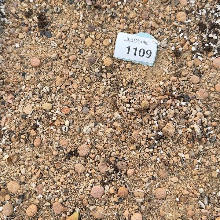 胖****、1109清框特价C166猪皮