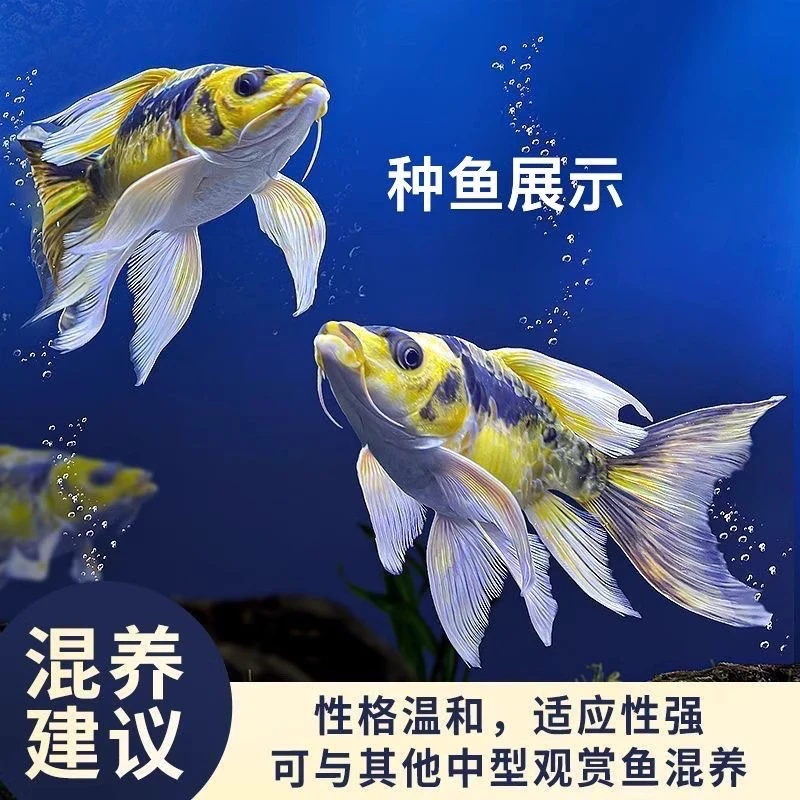 德系玛雅蝴蝶球体长尾短身大酋长锦鲤冷水观赏鱼好养耐活淡水鱼