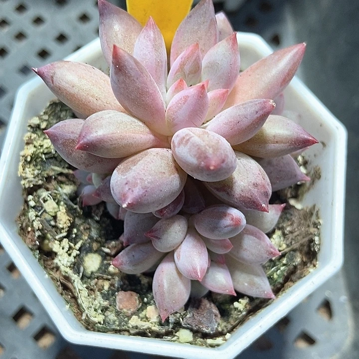 多肉植物虞美人1101多肉