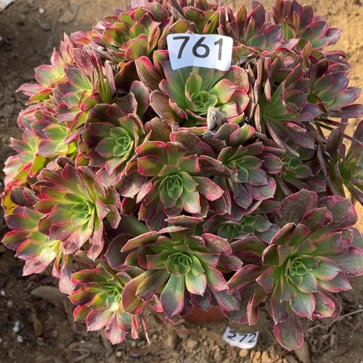 无花朵761多肉植物安娜