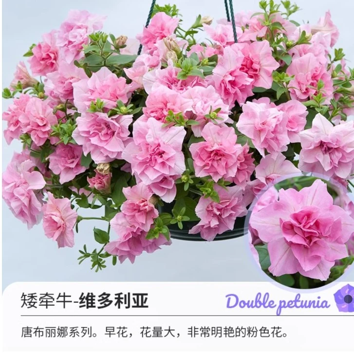 【2盆】维多利亚+伊丽莎白重瓣矮牵牛12厘米原盆原土发货