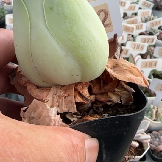 512玫瑰一物一拍多肉