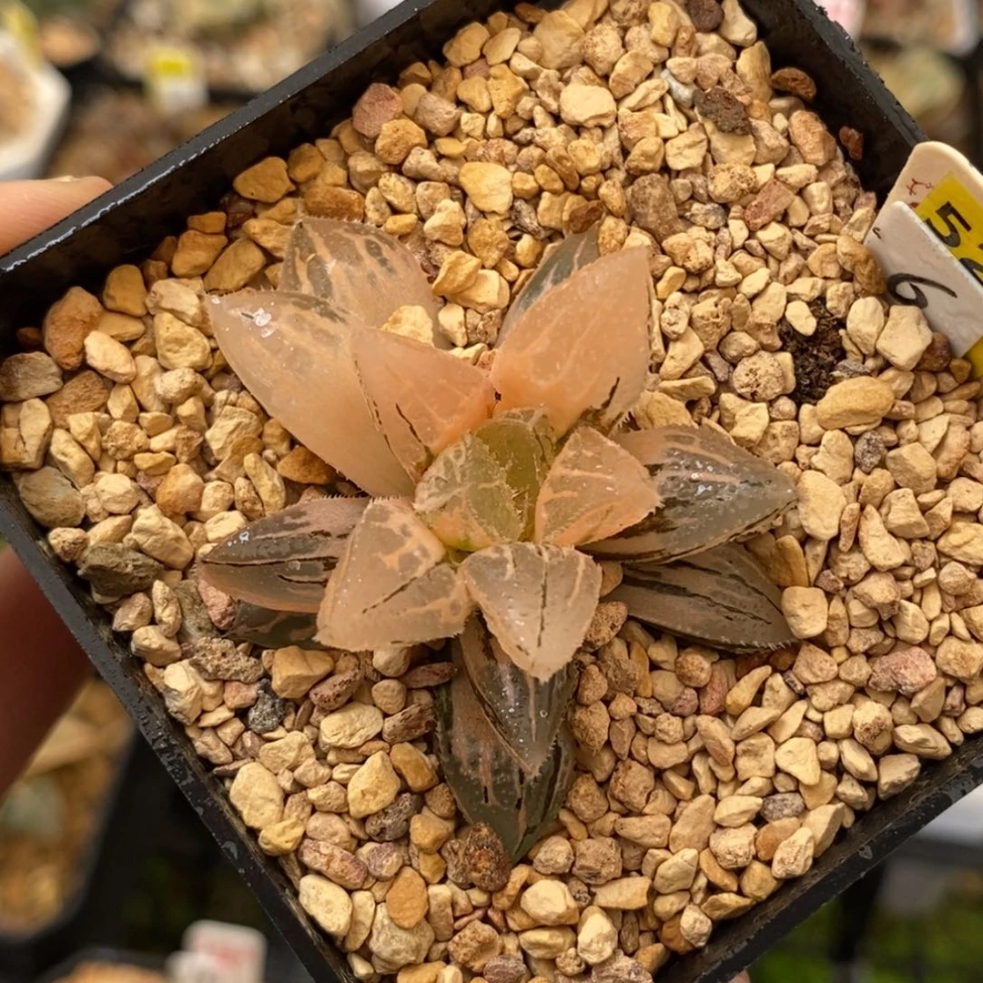 525冰砂糖寿多肉植物