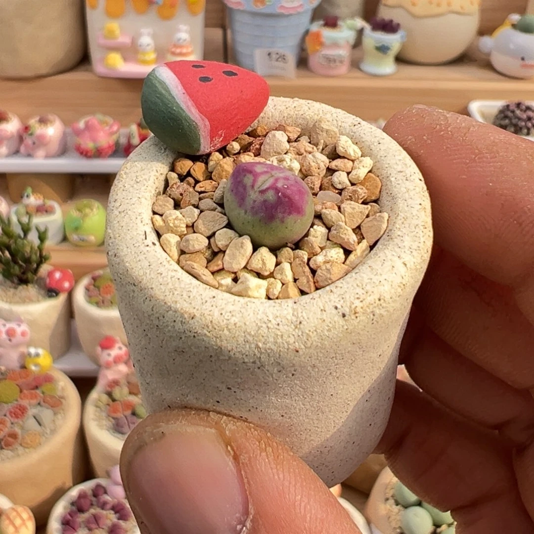 多肉植物实付9.9元包邮13号