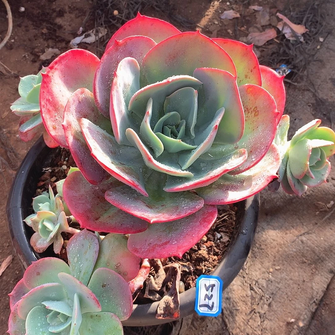 527杂一物一拍多肉