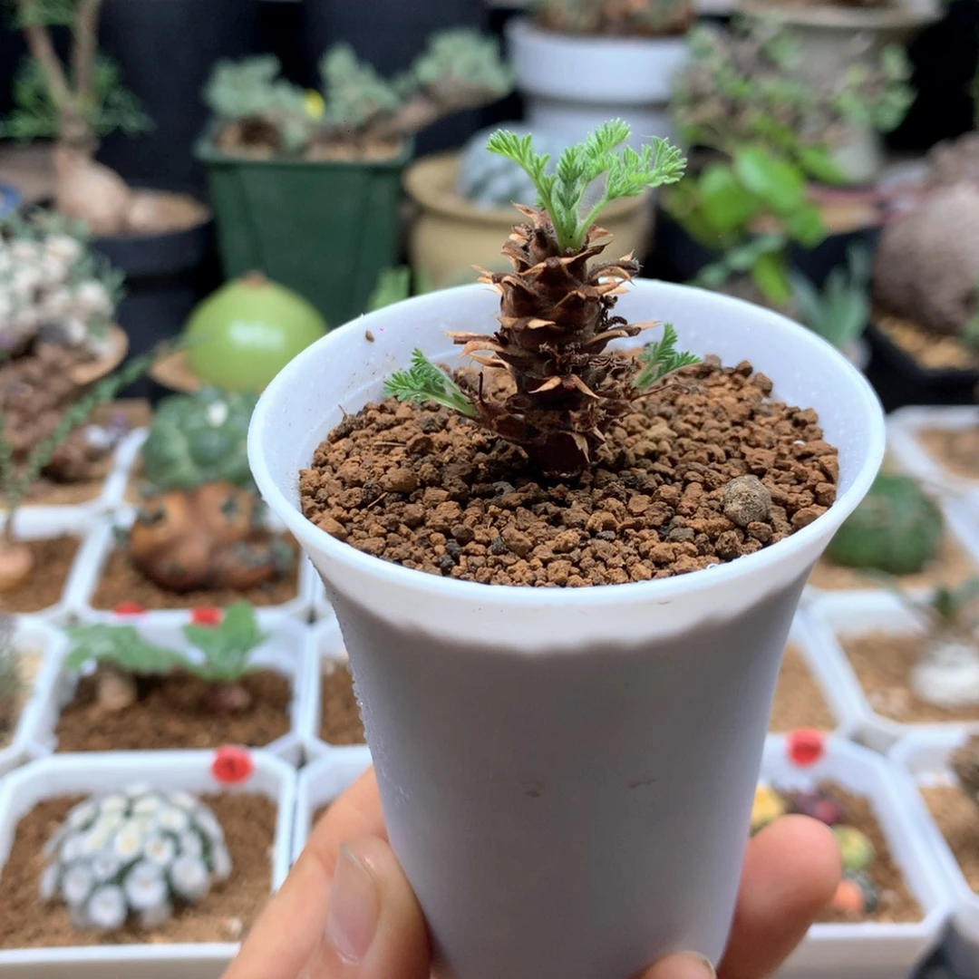 初云杨葵母本带盆多肉