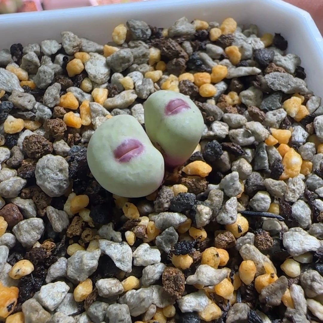 拆株小红嘴双头多肉植物一颗